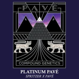 Platinum Pav Feminized Cannabis Seeds By Compound Genetics