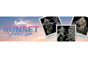 Cookies Seeds  Sunset Sherbet Line 