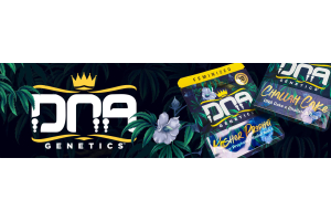 DNA Genetics Kosher Prophet & Challah Cake