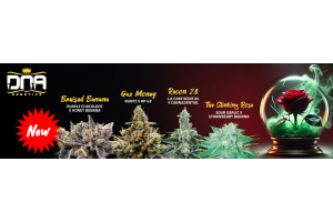 DNA Genetics New Recon 2.0 & More Strains