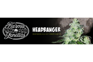 Headbanger Strain Karma Genetics