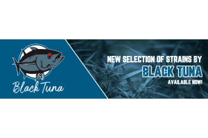 New Strain From Black Tuna Seeds