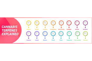 Cannabis Terpenes