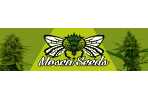 New Mosca Cannabis Seed Strains