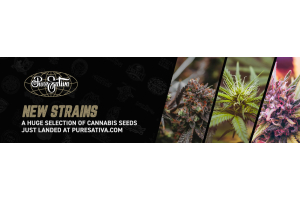 Discover the Latest Cannabis Seeds at PureSativa