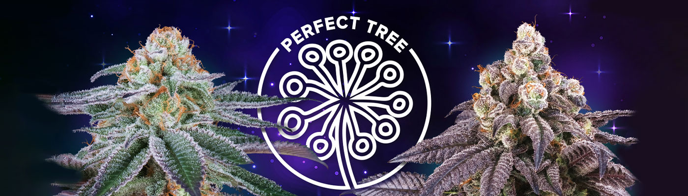 Female Perfect Tree