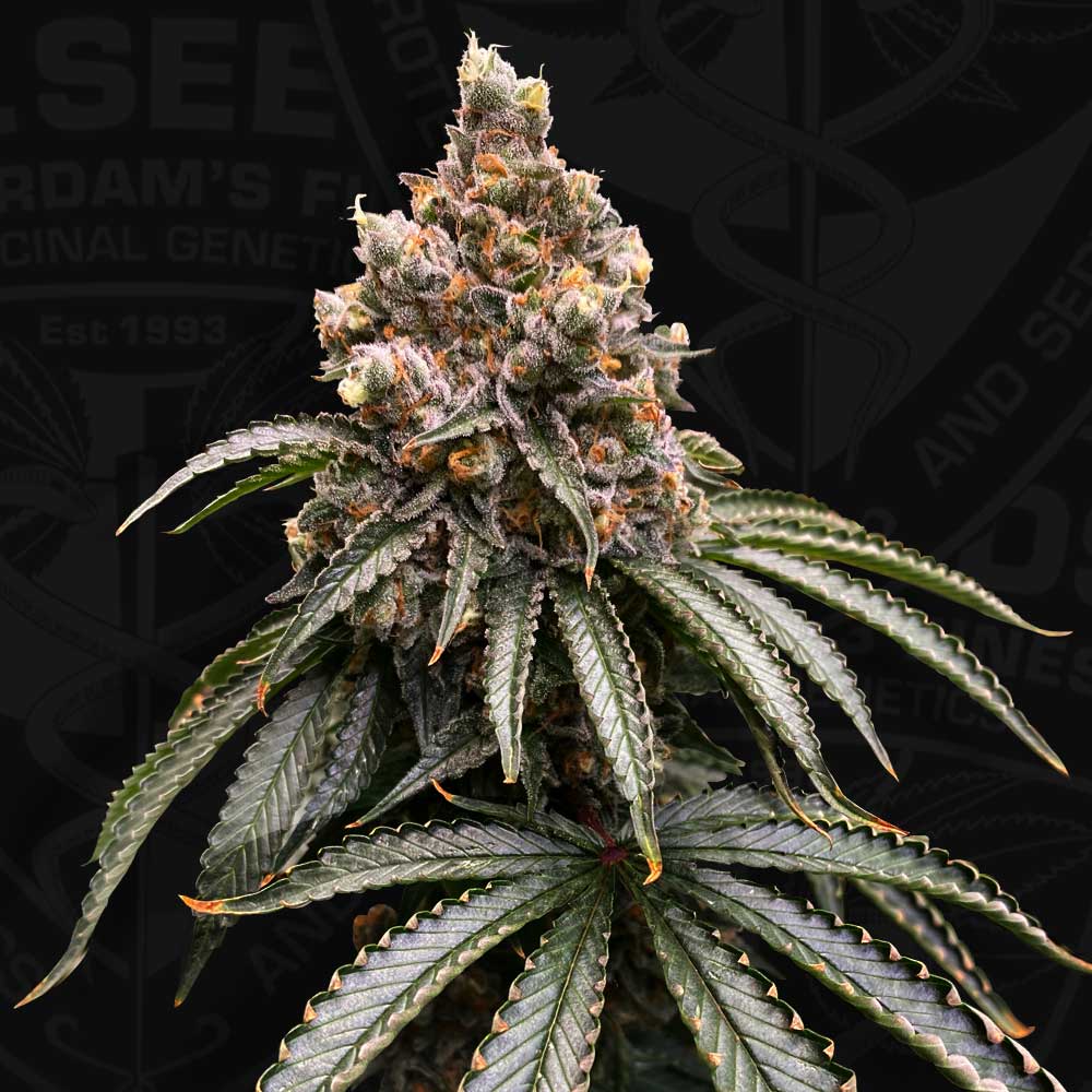 Mona Lisa Feminized Cannabis Seeds by T.H.Seeds