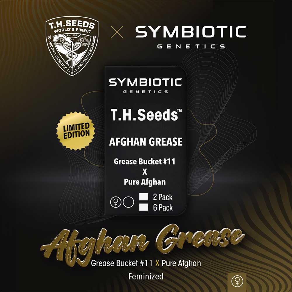 AFGHAN GREASE FEMINIZED CANNABIS SEEDS BY T.H.SEEDS X SYMBIOTIC GENETICS