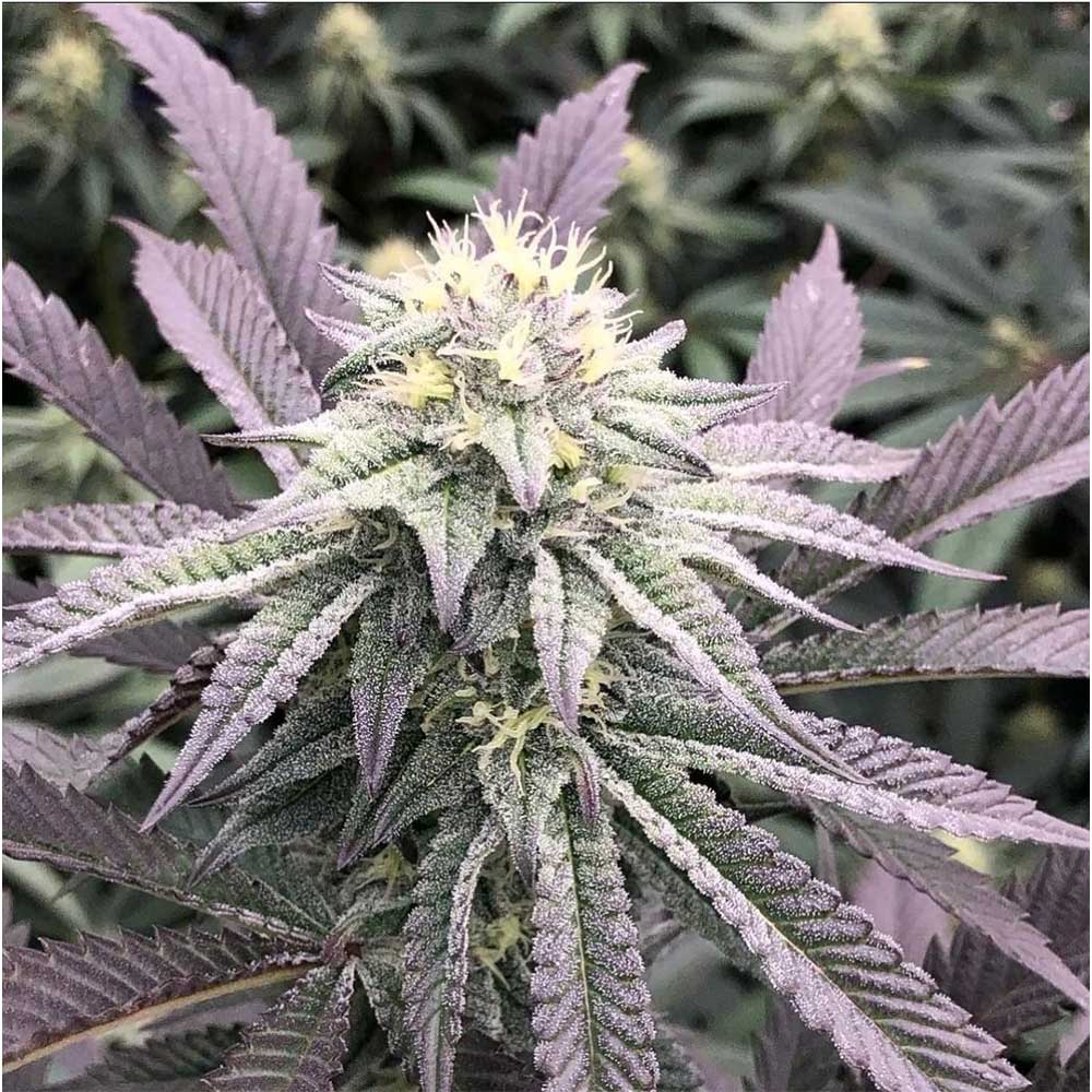 Diamond Runtz Feminized Cannabis Seeds Wholesale