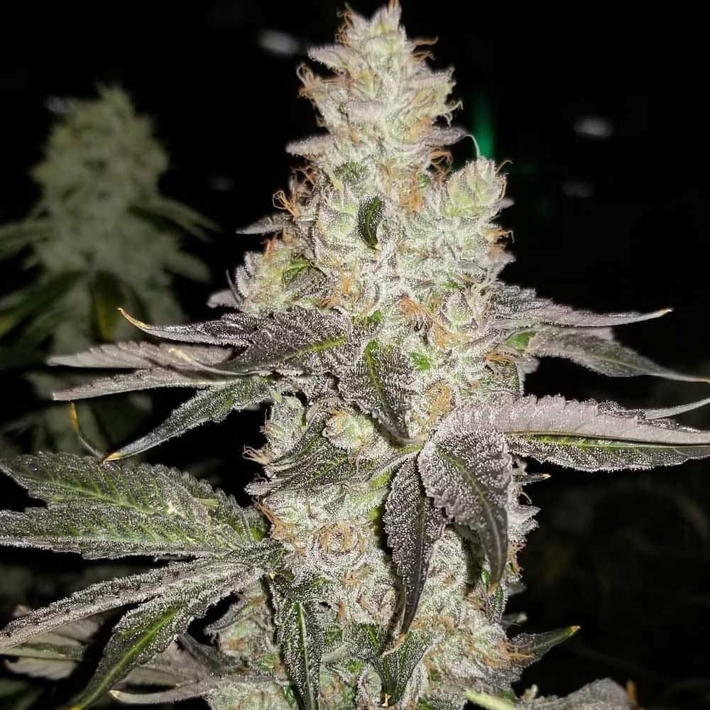 Finessin Feminized Cannabis Seeds Wholesale