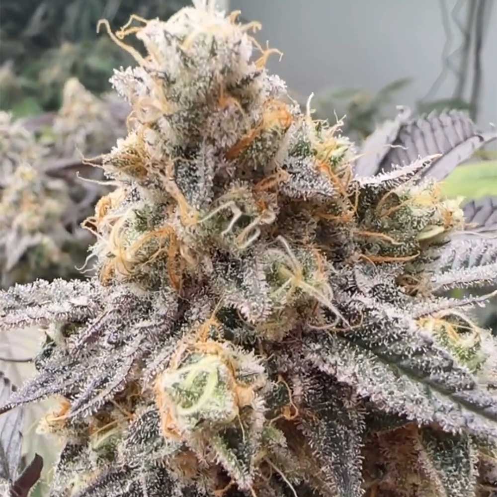 Malvazia Feminized Cannabis Seeds Wholesale