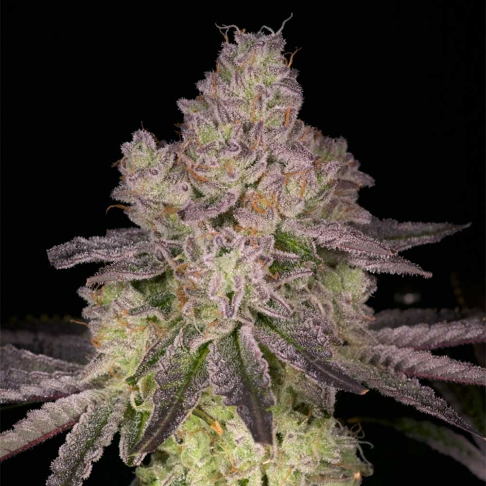 Prodigy Regular Cannabis Seeds Archive Seed Bank Wholesale