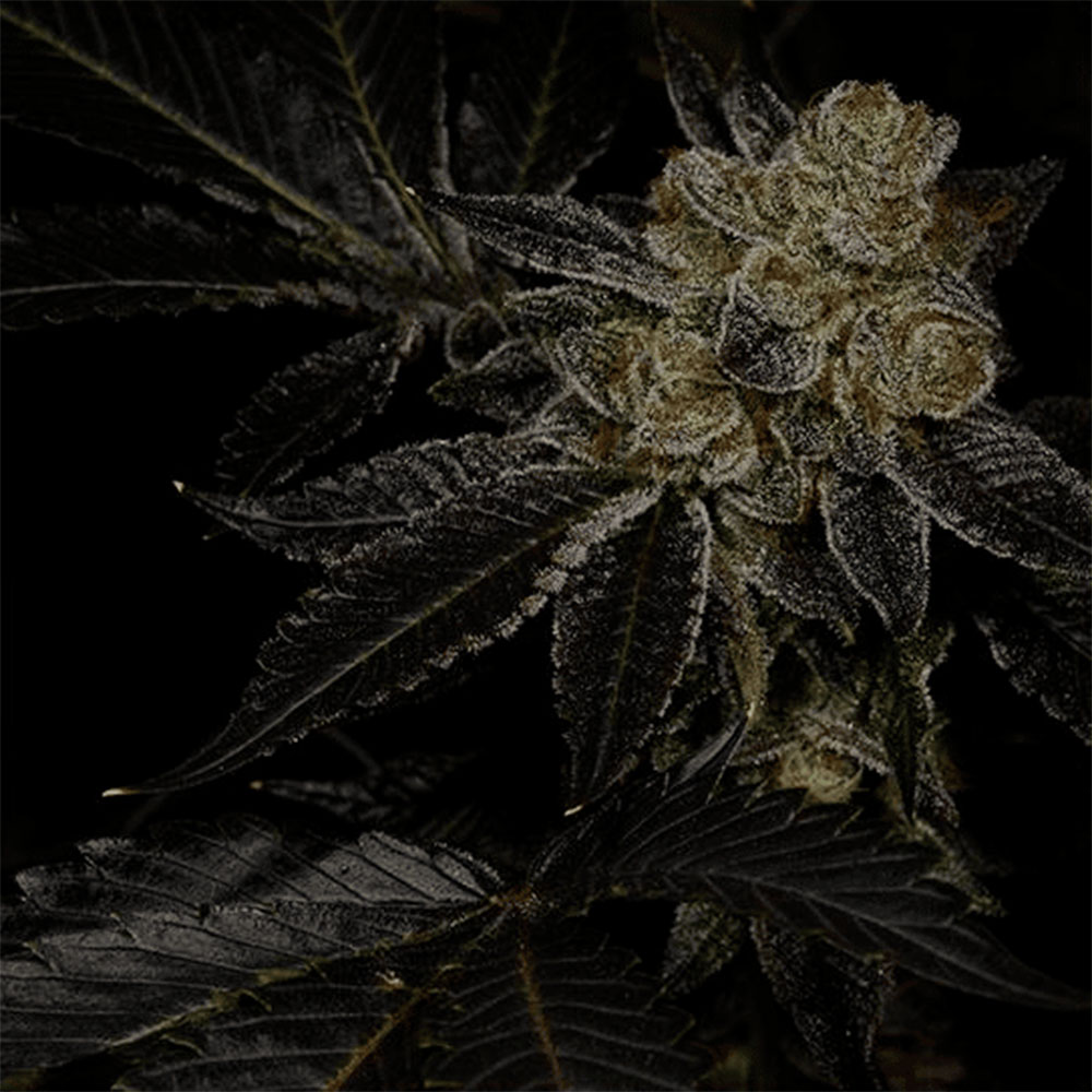 Biohazard Feminized Cannabis Seeds Archive Seedbank Wholesale