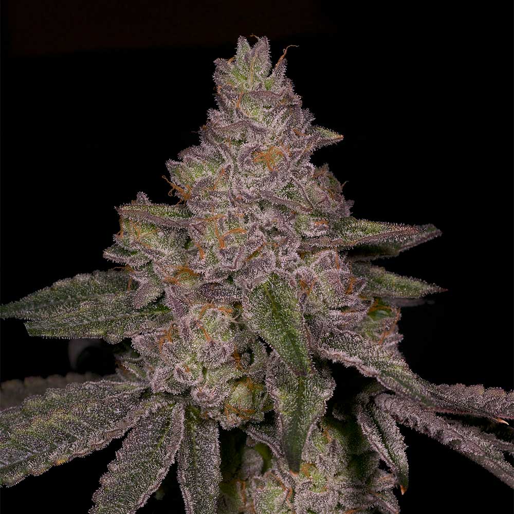 Blue Belts Feminized Cannabis Seeds Archive Seedbank Wholesale