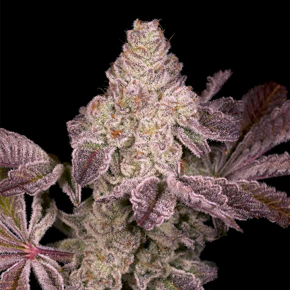 Dark Rainbow 2.0 Regular Cannabis Seeds Archive Seed Bank Wholesale