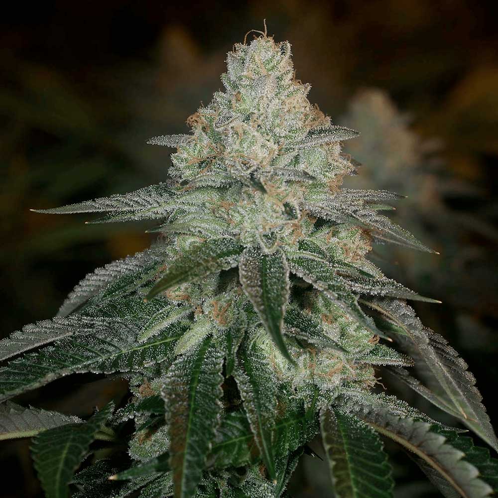 Hazmat Feminized Cannabis Seeds Archive Seed Bank Wholesale