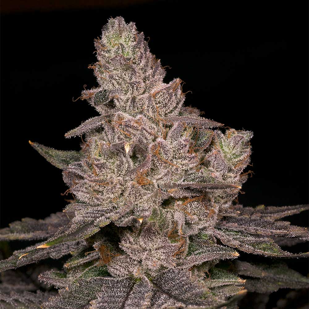 Slurricane Feminized Cannabis Seeds Archive Seedbank Wholesale