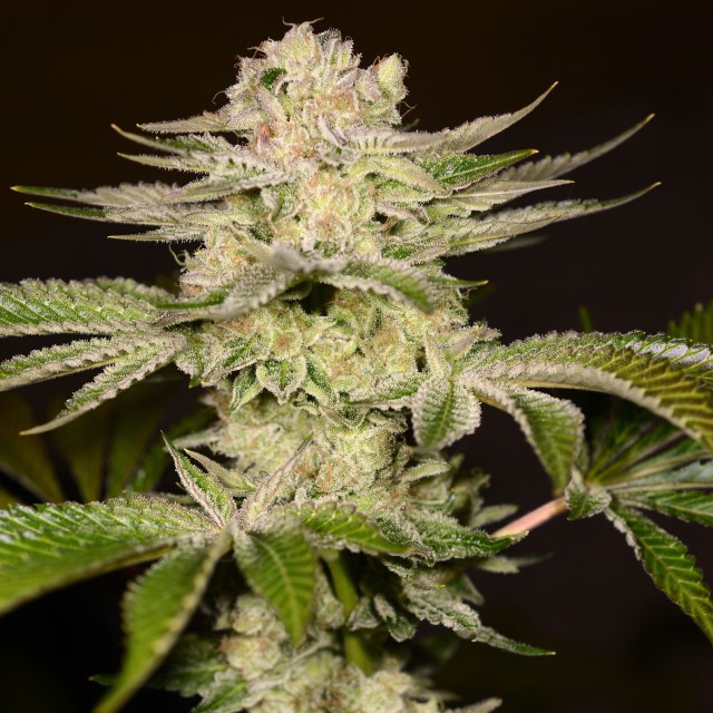 PetroChem Female by Archive Seed Bank Wholesale