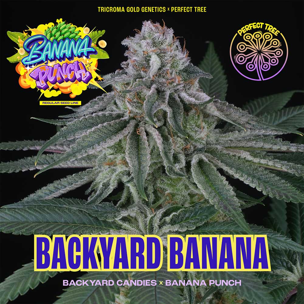 BACKYARD BANANA REGULAR CANNABIS SEEDS BY PERFECT TREE