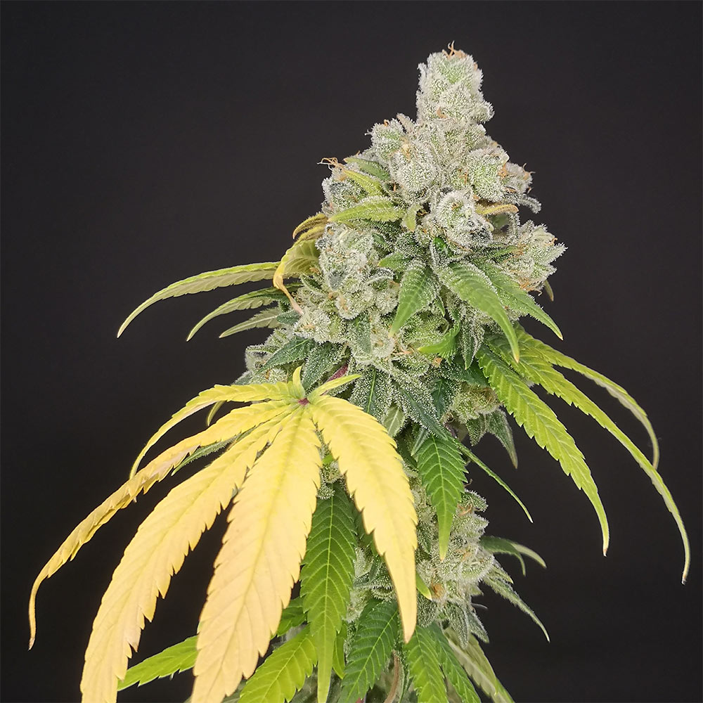 Banana Gushers Feminized Cannabis Seeds by Old School Genetics Wholesale