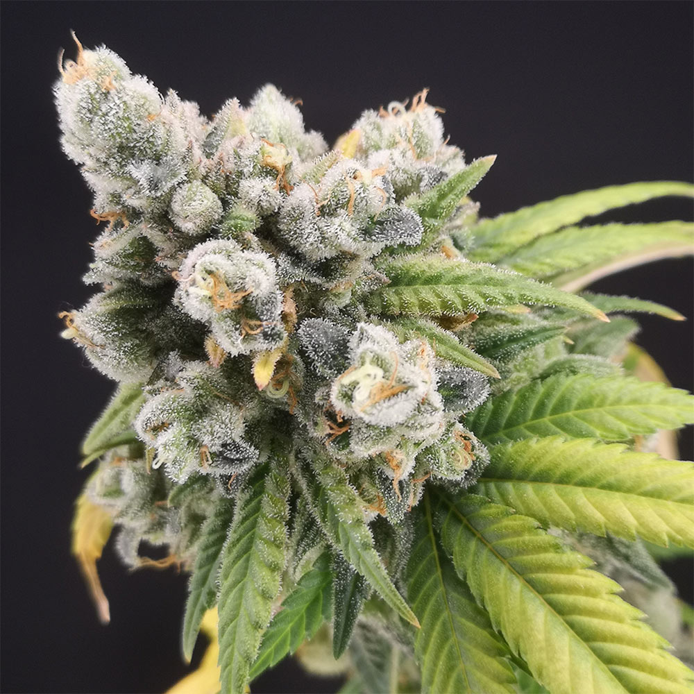 Banana Gushers Feminized Cannabis Seeds by Old School Genetics Wholesale