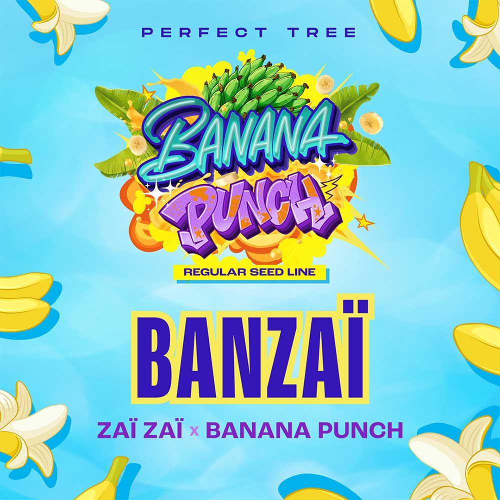 BANZAÏ REGULAR CANNABIS SEEDS BY PERFECT TREE