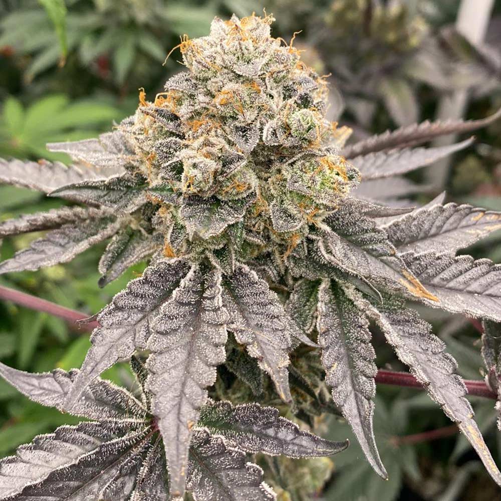 Biker 41 Feminized Cannabis Seeds by Karma Genetics Wholesale