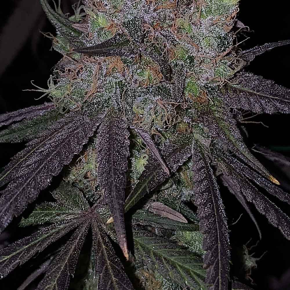 Bruntz Female Cannabis Seeds by The Plug Seedbank