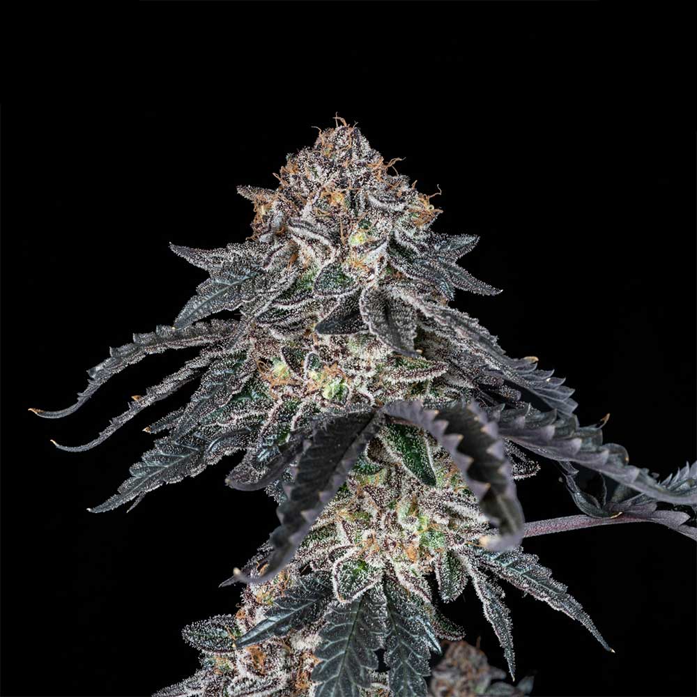 Grape Venom Feminized Cannabis Seeds by Black Tuna Seeds