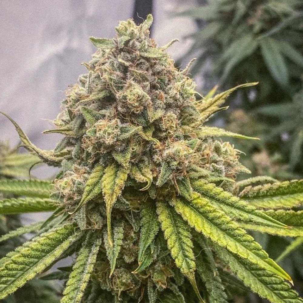 Blue Kachina Female Weed Seeds by Conscious Genetics