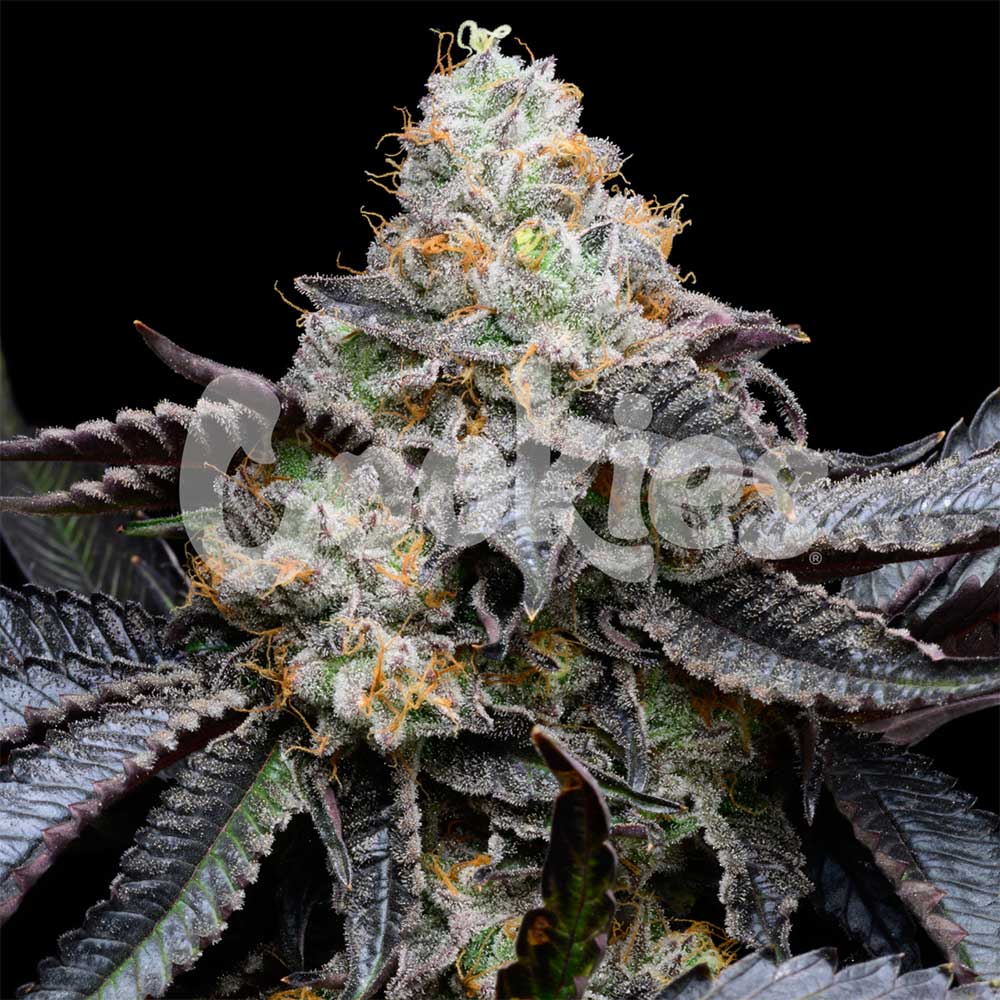 Blueberry Bubblegum Feminized