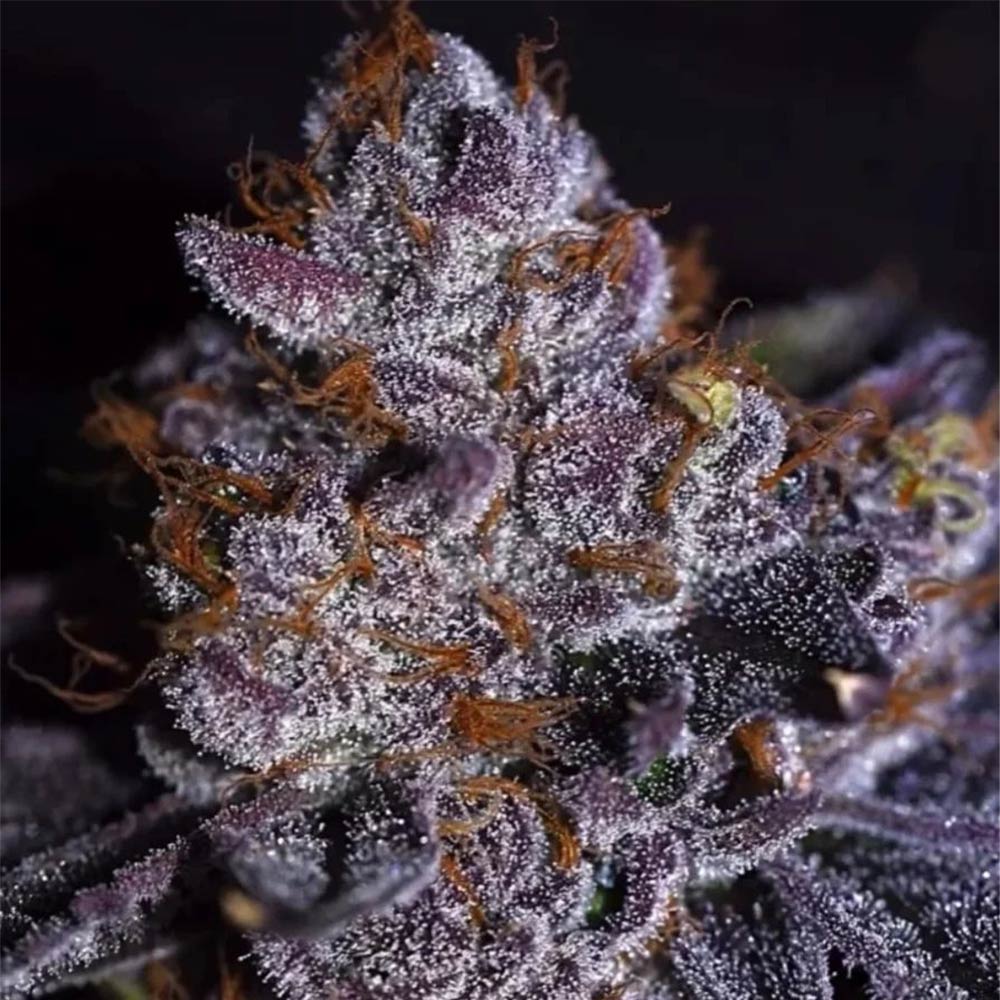 Bombsicle Feminized Cannabis Seeds by StarFire Genetix