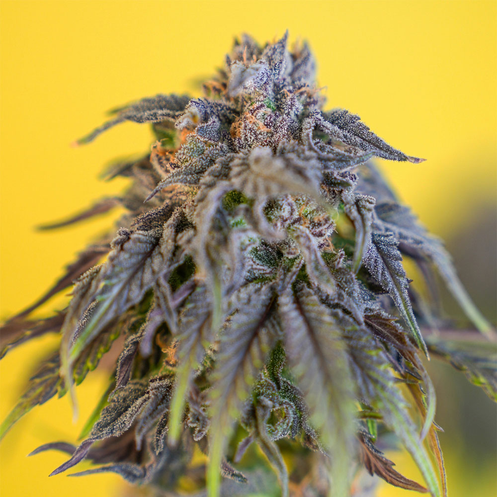 CEREZAZ Feminized Cannabis Seeds by Black Tuna Seeds Wholesale