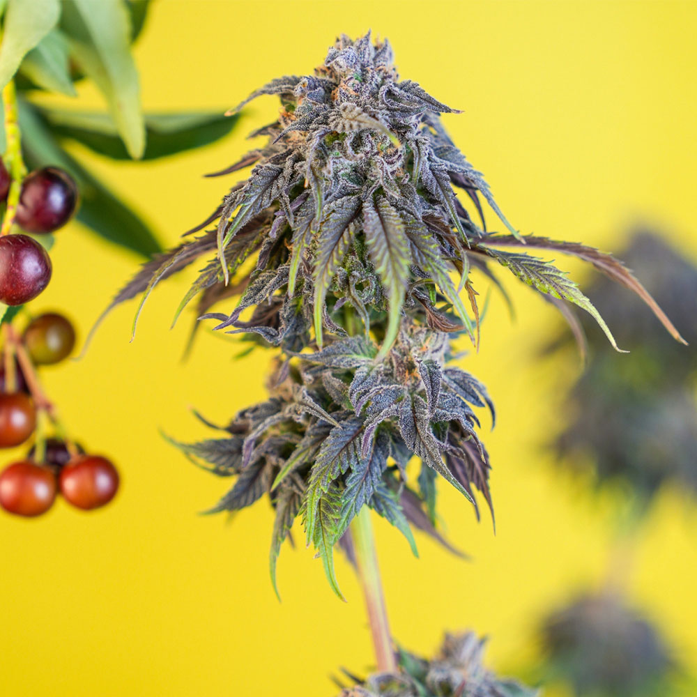 CEREZAZ Feminized Cannabis Seeds by Black Tuna Seeds Wholesale