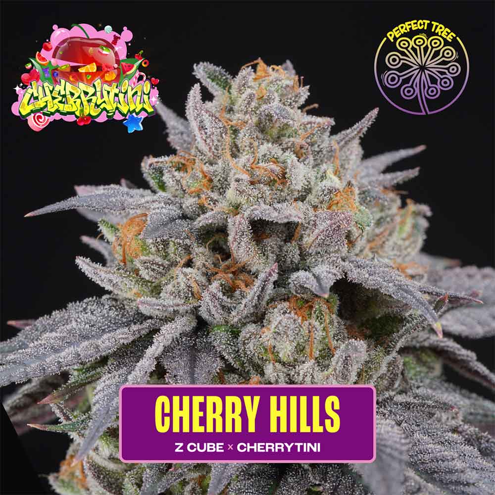 CHERRY HILLS FEMINIZED SEEDS BY PERFECT TREE