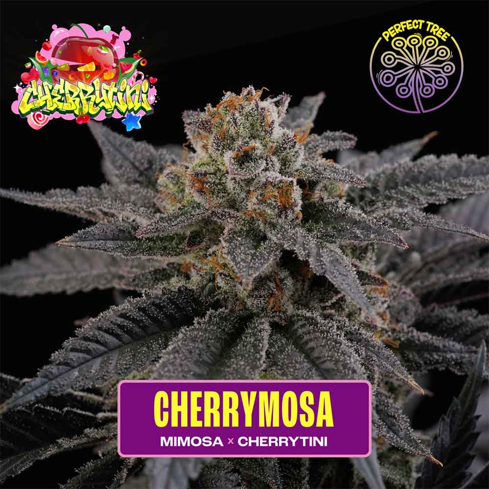 CHERRY MOSA FEMINIZED SEEDS BY PERFECT TREE