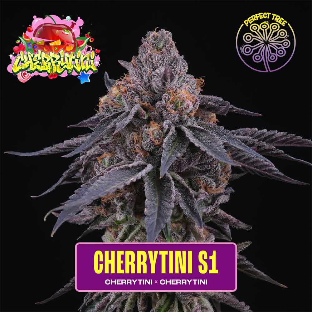 CHERRY TINI S1 FEMINIZED SEEDS BY PERFECT TREE