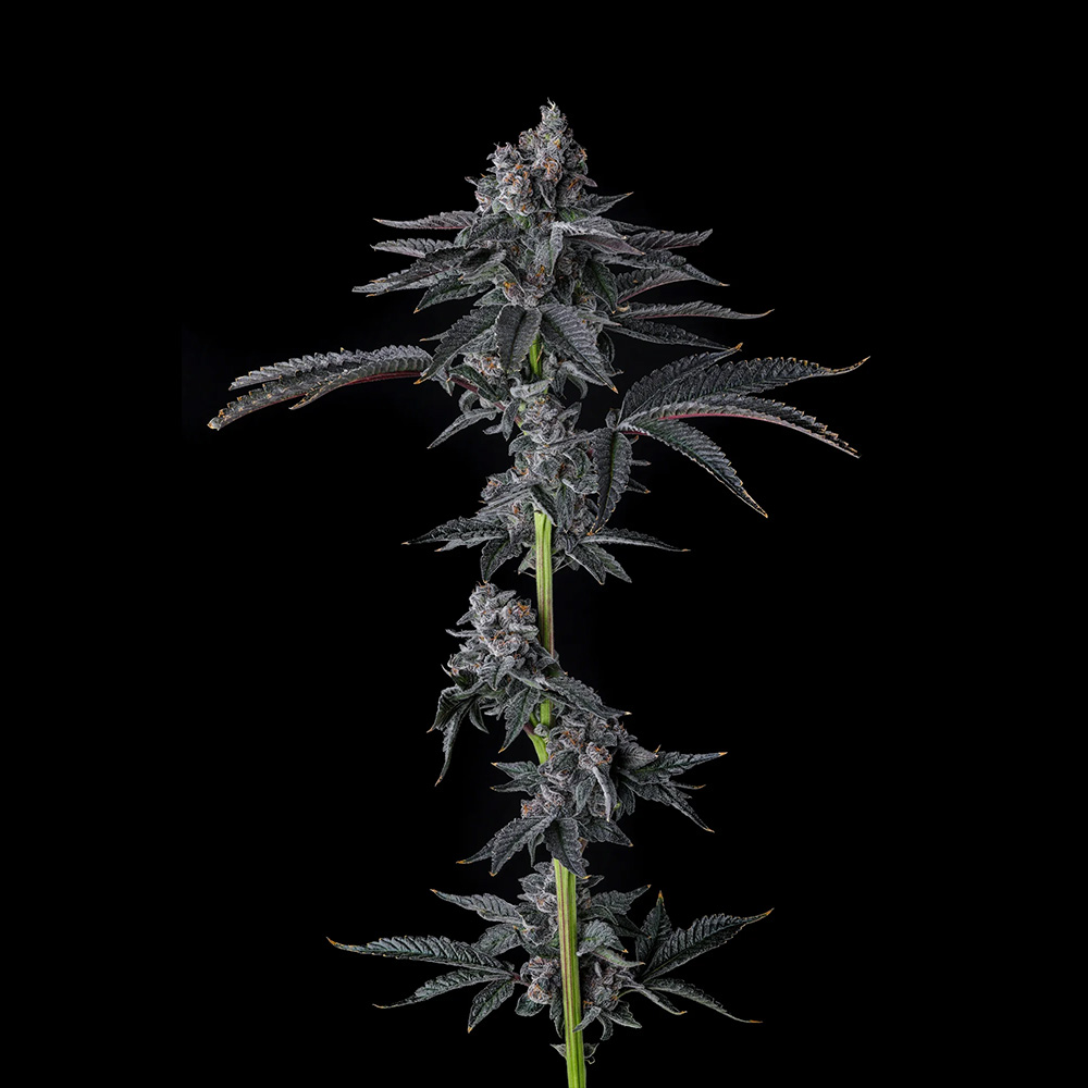 Bullz Eye Compound Genetics Feminized