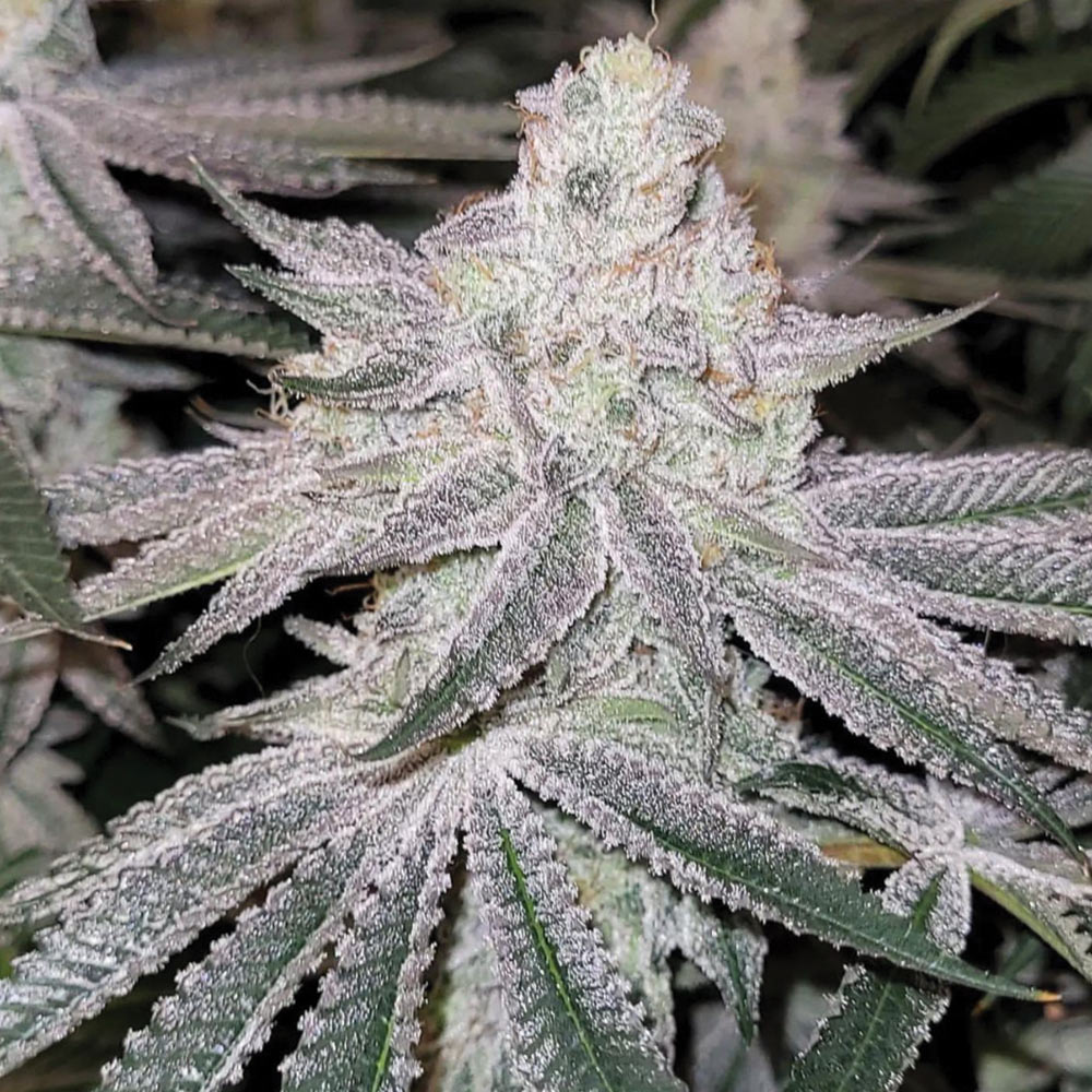 Zapplez Female Weed Seeds by Conscious Genetics