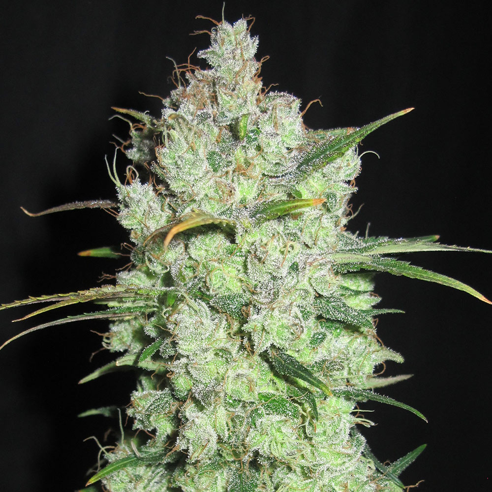 Cream Cheese Frosting Regular Cannabis Seeds Ultra Genetics