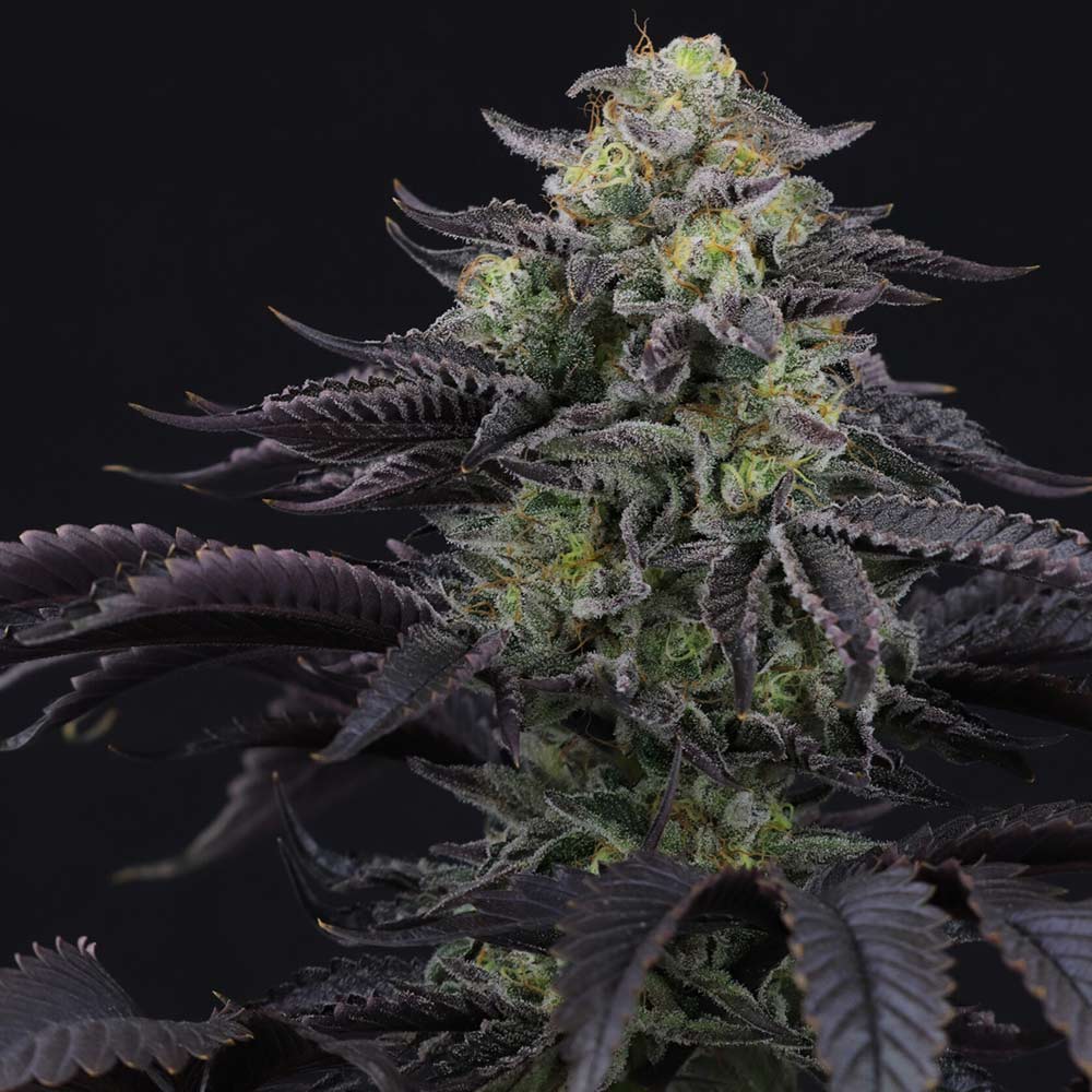 ICEE MELT REGULAR CANNABIS SEEDS BY CROCKETT FAMILY FARMS