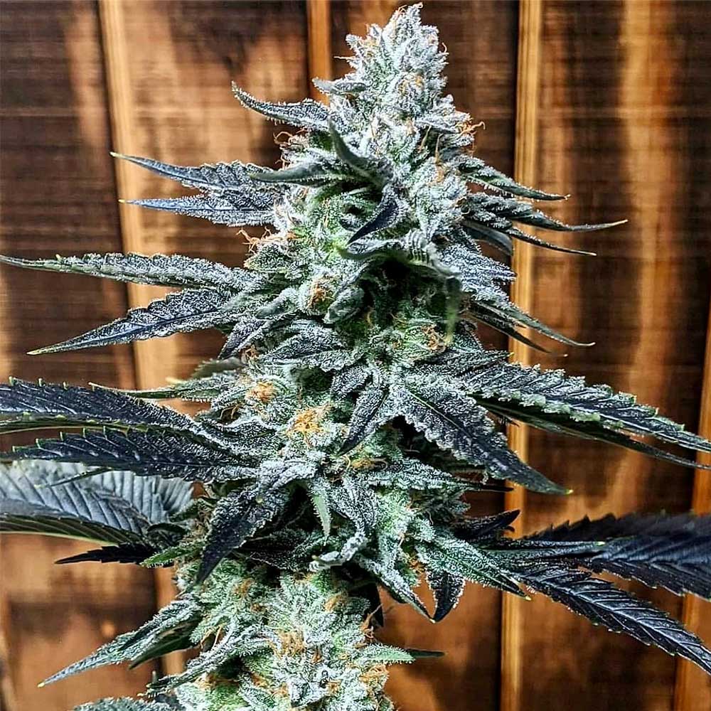 CROCKETTS AUTODOG AUTO CANNABIS SEEDS BY CROCKETT FAMILY FARMS