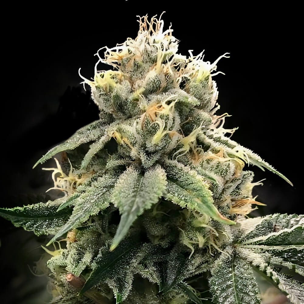 C.T.S AKA CHOCOLATE TRUFFLE SHUFFLE FEMINIZED CANNABIS SEEDS BY DNA GENETICS