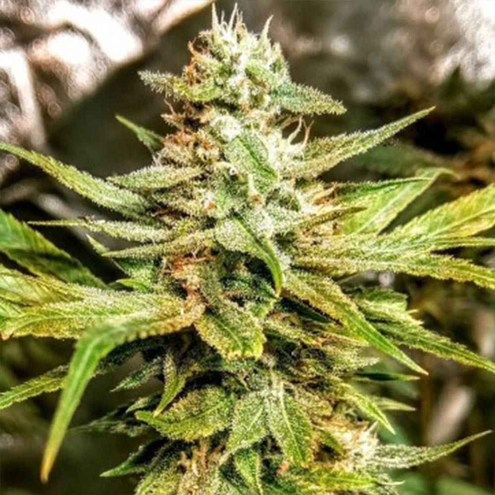 Durban Apricot Sherbert Female Cannabis Seeds by Holy Smoke Seeds