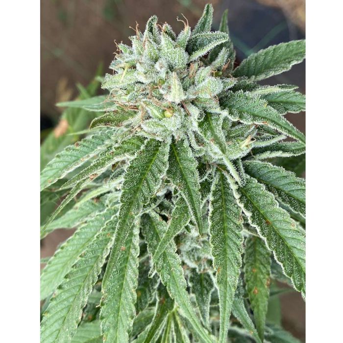 https://www.puresativa.com/media/catalog/product/cache/01875c094413159479237d96ac90128a/c/a/cali-connection-semifreddo-al-limone-cannabis-seeds.jpg