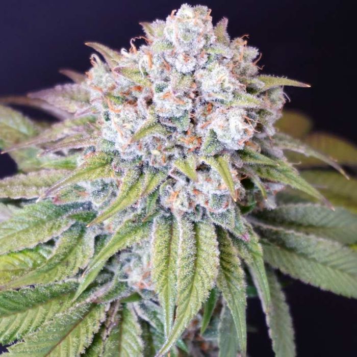 Dog Fruit Female Weed Seeds by Karma Genetics