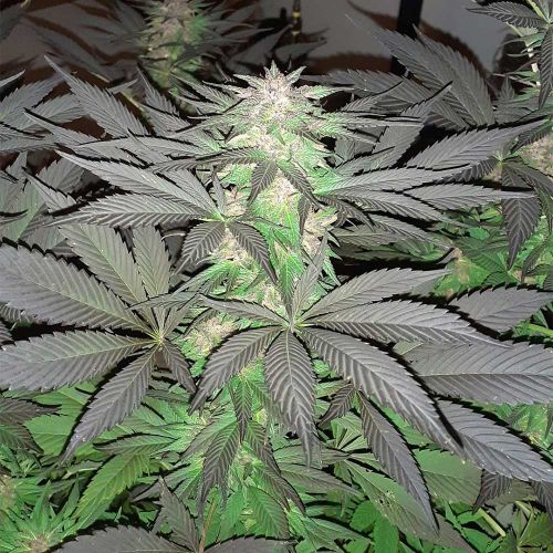 5G Feminized Cannabis Seeds Soma Seeds