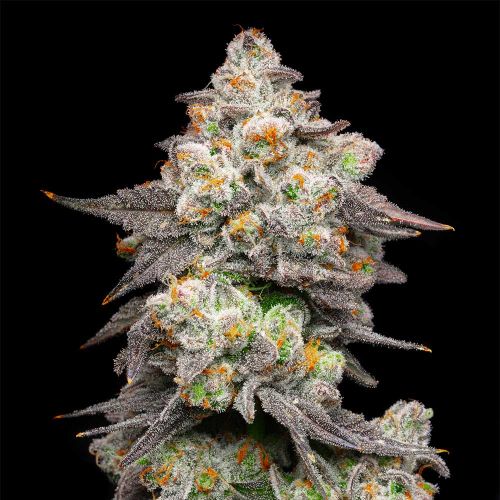 Acai Grapes Feminized Cannabis Seeds by Cookies