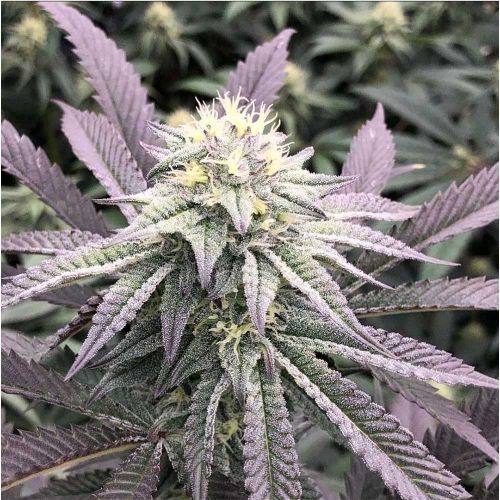 Diamond Runtz Feminized Cannabis Seeds Always Be Flowering