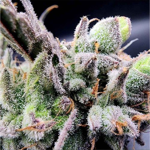 Lucky Cat Feminized Cannabis Seeds Always Be Flowering